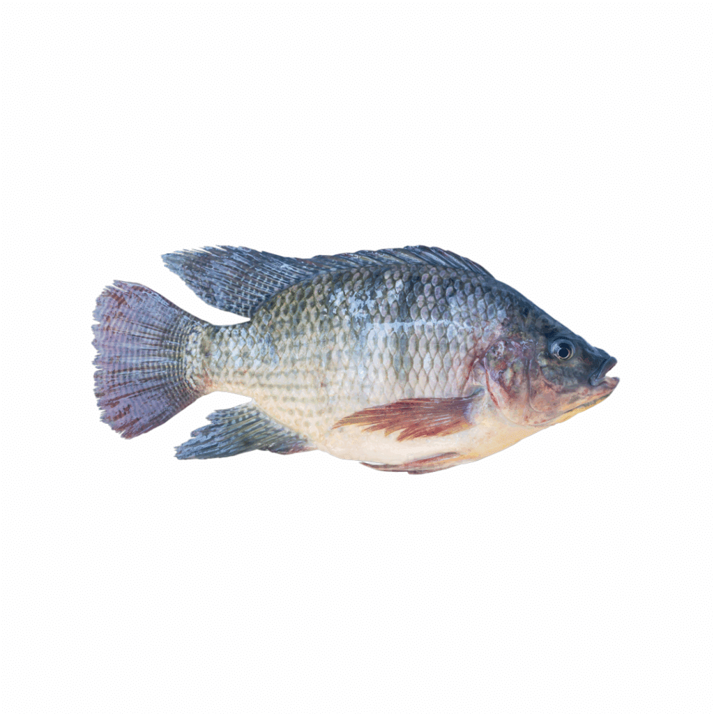 Peixe Tilapia Freca Inteira KG