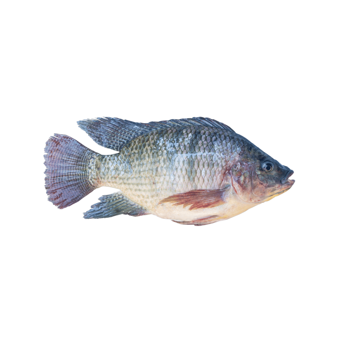 Peixe Tilapia Freca Inteira KG
